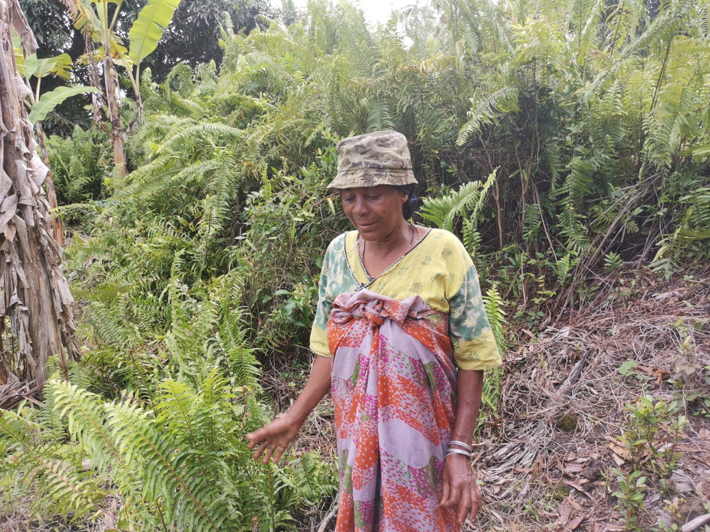 La vanille des îles de la lune