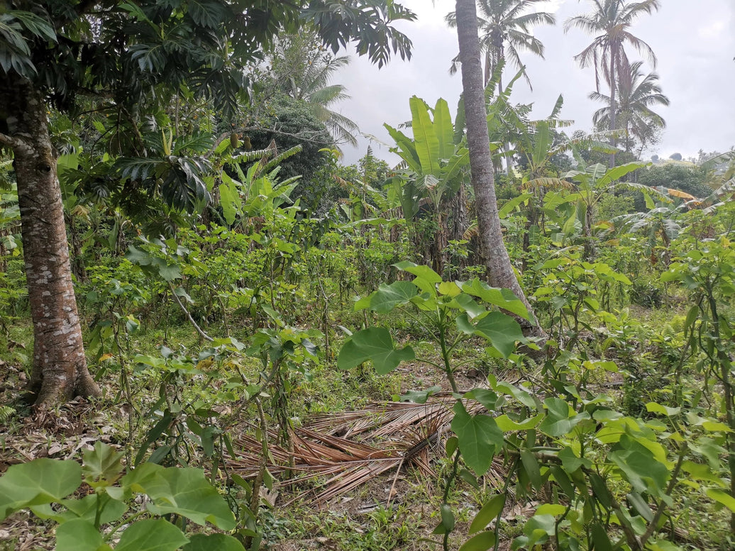 Notre champ agricole à Founga, un trésor au cœur des Comores