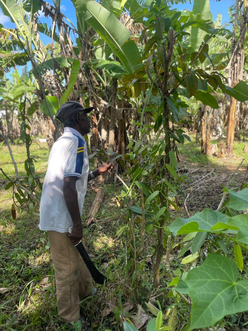 Producteur au milieu des plants de vanille aux Comores