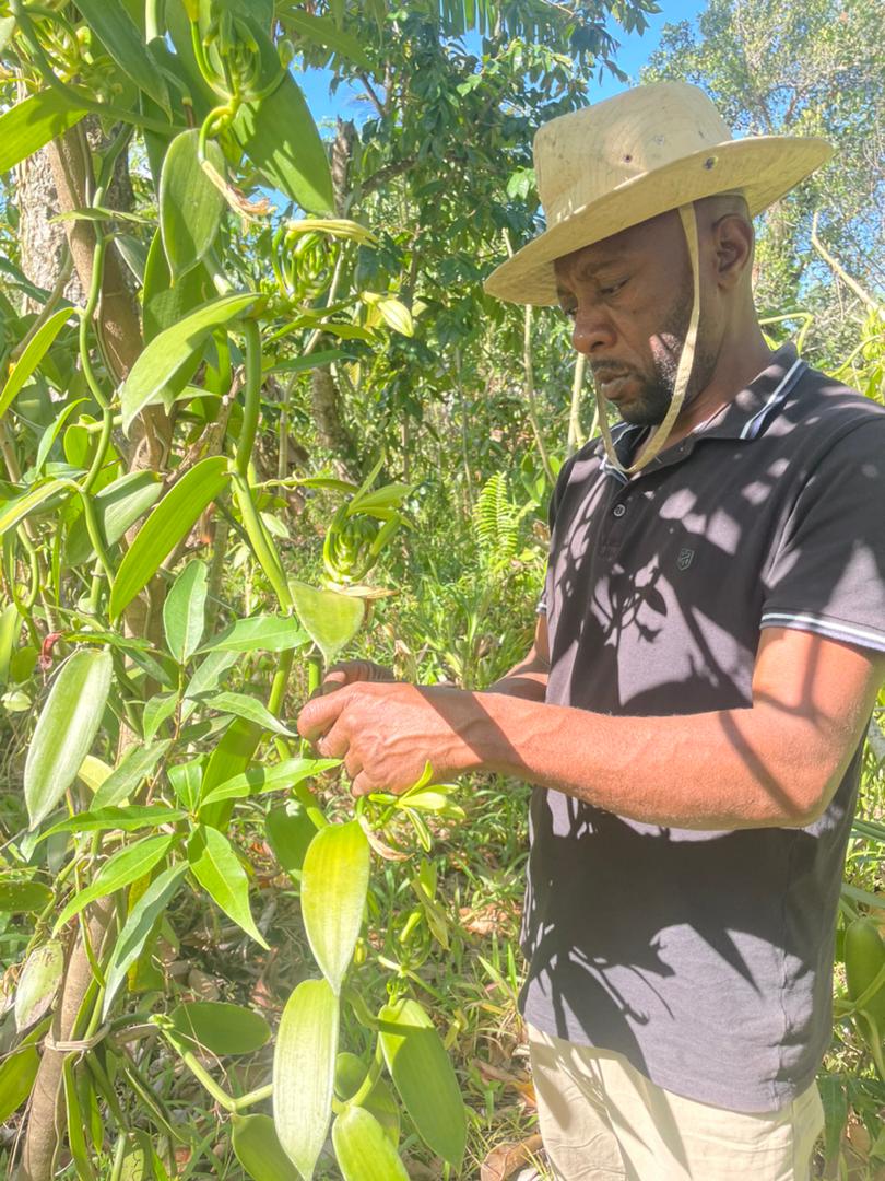 GOUSSES DE VANILLE BOURBON NOIRE GOURMET