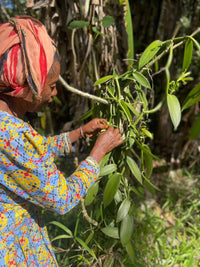 GOUSSES DE VANILLE BOURBON NOIRE TK