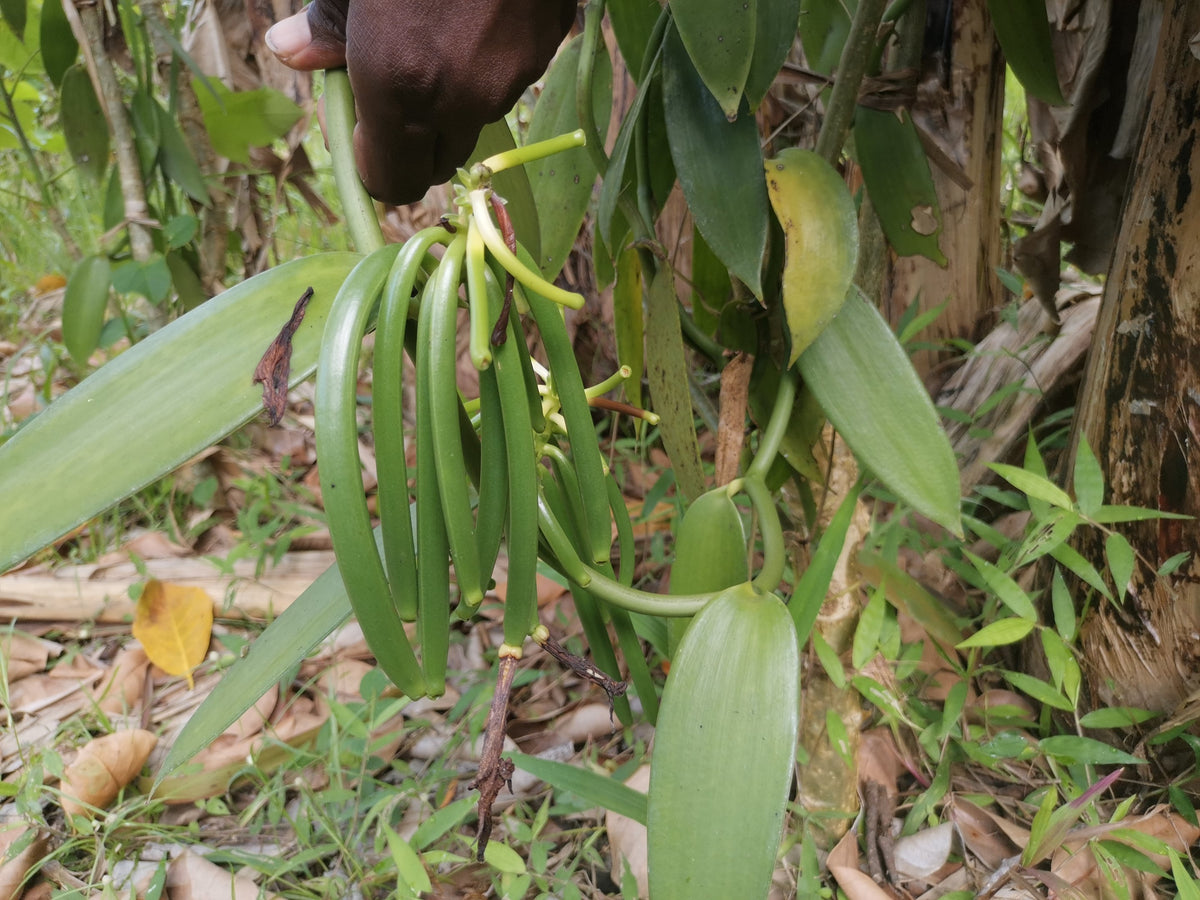 Plants de vanille aux Comores